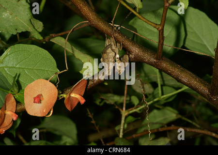 Tote blatt Mantis (Acanthops falcata) ahmt ein totes Blatt hält regungslos, bis die Beute in Reichweite kommt. Schlagen, die Beute hat keine Chance Stockfoto