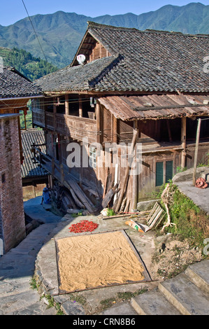 Reisernte im Longji Dorf - Provinz Guangxi - China Stockfoto