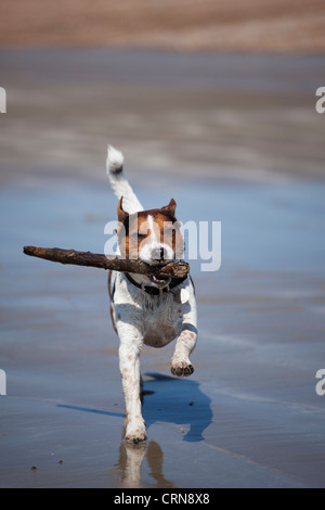 Jack Russell Terrier entlang des Strandes mit einem Stock Stockfoto