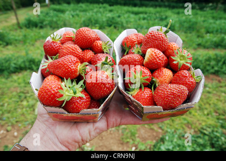 frisch gepflückte Erdbeeren aus eine eigene "pick" Obsthof in Cheshire, Großbritannien Stockfoto