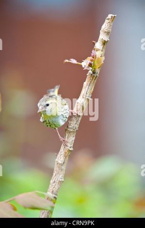 Erlenzeisig (Zuchtjahr Spinus) thront auf einem kleinen Zweig. Stockfoto