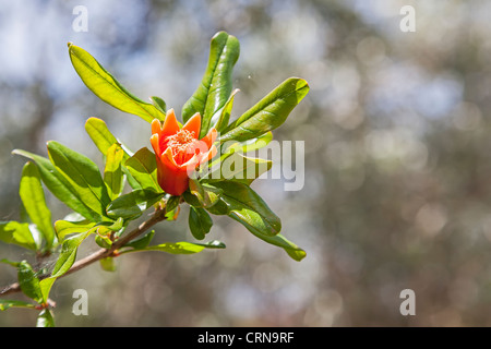 Blume eines Granatapfels in Obst zu verwandeln. Punica Granatum L Stockfoto