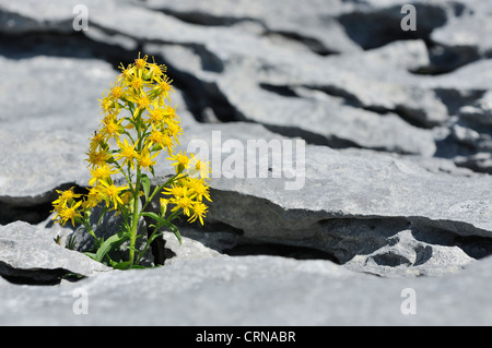 Goldrute - Solidago Virgaurea wachsen in Kalkstein Pflaster auf The Burren, Irland Stockfoto