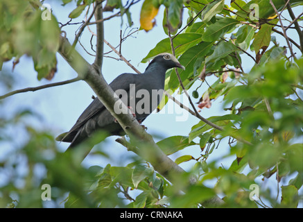 White-gekrönte Taube (Patagioenas Leucocephala) Erwachsene, thront auf Zweig, Port Antonio, Jamaika, april Stockfoto