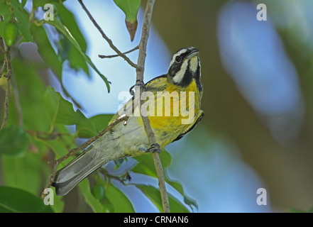 Jamaikanisches Stripe-headed Tanager (Spindalis Nigricephala) Männchen, thront auf Zweig, Port Antonio, Jamaika, März Stockfoto