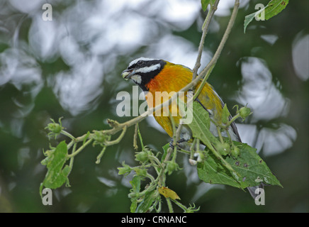 Jamaikanische Stripe-headed Tanager (Spindalis Nigricephala) erwachsenen männlichen, ernähren sich von Obst im Baum, Port Antonio, Jamaika, März Stockfoto