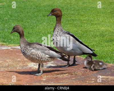 Mähne Ente (Chenonetta Jubata) Erwachsenen Paaren mit Entlein, stehend in einer Parklandschaft, Perth, Western Australia, Australien Stockfoto