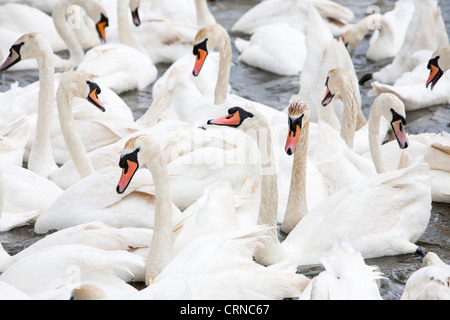 Höckerschwäne am Abbotsbury Swannery in Dorset, England. Stockfoto