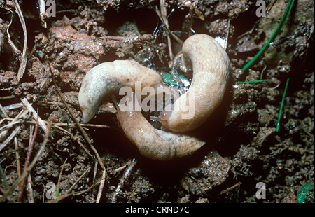 Verrechnete Slug (Deroceras Reticulatum: Agriolimacidae) im Head-to-Tail kreisenden werben um ihre Dart-Säcke aufgeblasen UK Stockfoto