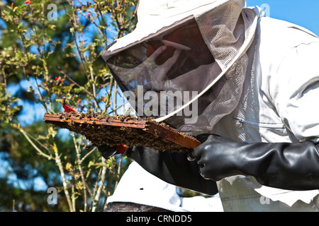 Ein Biene-Halter tragen von Schutzkleidung, die Inspektion eines Bienenstock. Stockfoto