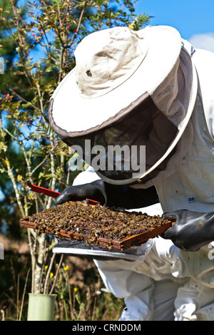 Ein Biene-Halter tragen von Schutzkleidung, die Inspektion eines Bienenstock. Stockfoto