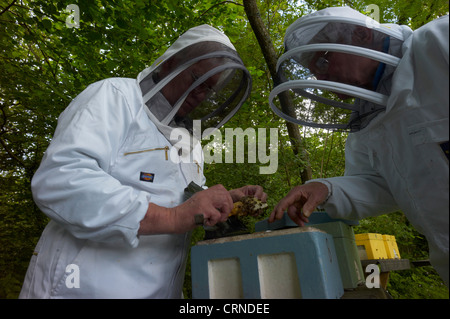 Überprüfung Königin Biene Paarung hives - Personen sind für die Gesundheit, ausgewählt, schwärmen zu reduzieren und fügsam sein Stockfoto