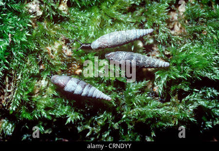 Tür mit zwei gezahnten Schnecken (Clausilia Bidentata) UK Stockfoto