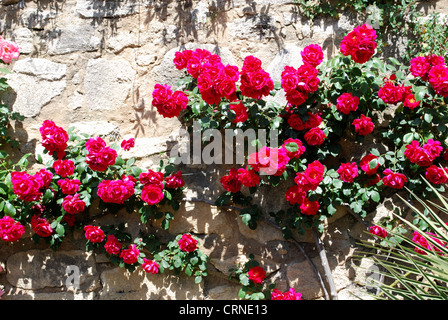 Rote Rosen gegen eine Steinmauer, Ronda, Andalusien, Westeuropa. Stockfoto