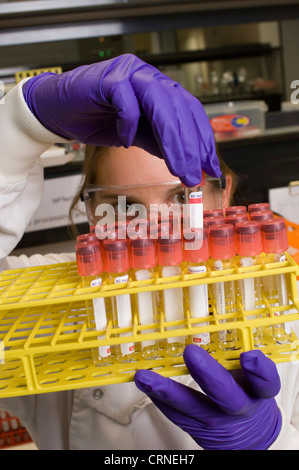 Ein Wissenschaftler überprüft ein Tablett mit Proben in einem Labor Stockfoto