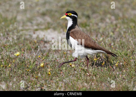 Gebänderten Kiebitz (Vanellus Tricolor) Erwachsenfrau, nähert sich Nestsite am sandigen Cricket-Platz, Western Australia, Australien Stockfoto