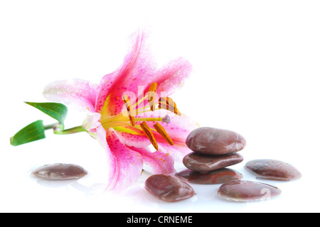 Rosa Lilie und Steinen, mit Wasserreflexion Stockfoto