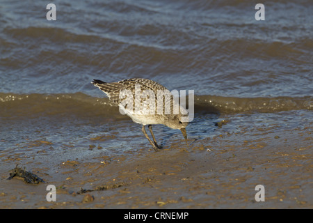 Grey Plover (Pluvialis Squatarola) Erwachsene, Winterkleid, Fütterung, hochziehen Wurm aus Schlamm am Strand, Norfolk, England, Februar Stockfoto