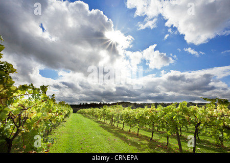 Reihen von Weinstöcken in Biddenden Weinberg. Stockfoto