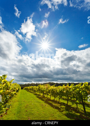 Reihen von Weinstöcken in Biddenden Weinberg. Stockfoto