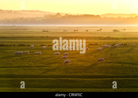 Schafbeweidung in Bereichen bei Sonnenuntergang. Stockfoto