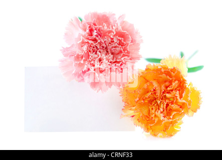 Geschenkkarte mit Nelke Blumen auf weißem Hintergrund bereit für text Stockfoto