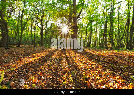 Sonnenuntergang über Bäume in Kingswood Wald in der Nähe von Canterbury. Stockfoto