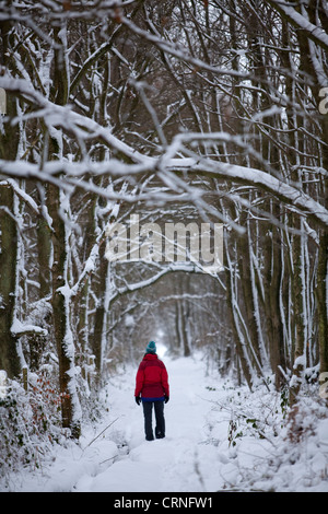 Eine Frau, die zu Fuß über einen Waldweg durch den frischen Tiefschnee. Stockfoto