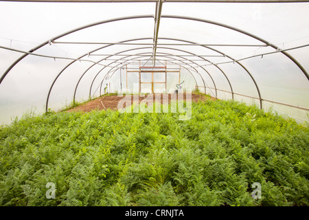 Gemüse Anbau im Folientunnel auf der Washingpool Farm in Bridport, Dorset Stockfoto