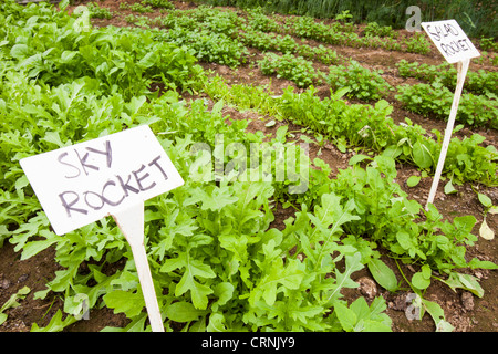 Gemüse Anbau im Folientunnel auf der Washingpool Farm in Bridport, Dorset Stockfoto