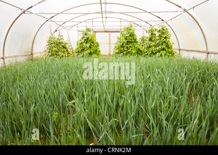 Gemüse Anbau im Folientunnel auf der Washingpool Farm in Bridport, Dorset Stockfoto