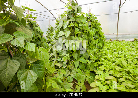 Gemüse Anbau im Folientunnel auf der Washingpool Farm in Bridport, Dorset Stockfoto