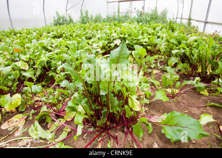 Gemüse Anbau im Folientunnel auf der Washingpool Farm in Bridport, Dorset Stockfoto