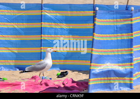 Silbermöwe, Larus Argentatus Aufräumvorgang für Lebensmittel unter unbeaufsichtigte Strandzubehör. Stockfoto