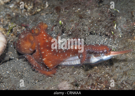 Sternenklare Nacht Octopus (Callistoctopus Luteus) Erwachsenen, mit starren Shrimpfish (Centriscus Scutatus) Beute, Lembeh Straße, Sulawesi, Stockfoto