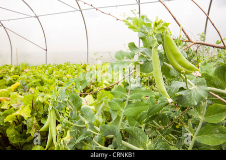 Gemüse Anbau im Folientunnel auf der Washingpool Farm in Bridport, Dorset Stockfoto