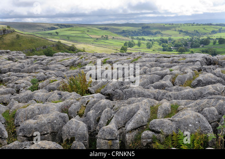 Kalkstein Pflaster über Malham Cove, durch Rückzug der Gletscher aus der letzten Eiszeit gebildet. Stockfoto