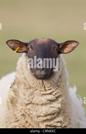 Hausschafe, Suffolk Mule, Ewe, Nahaufnahme des Kopfes in küstennahen Weiden Sumpf, Suffolk, England, Februar Stockfoto