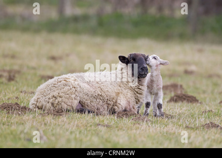 Hausschafe, Suffolk Maultier Mutterschaf mit Lamm, drei Tage alt, Interaktion in Weide, Suffolk, England, Februar Stockfoto