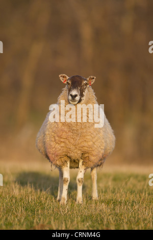 Hausschafe, Maultier Ewe, stehen auf der Weide, Suffolk, England, Februar Stockfoto