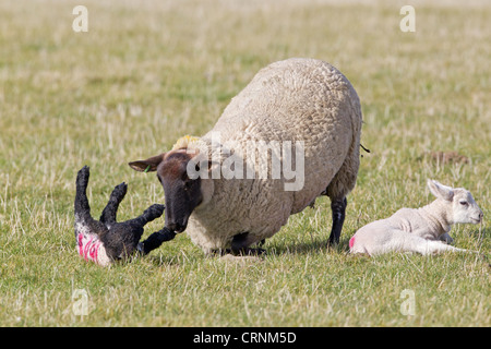 Hausschafe, Suffolk Maultier Ewe, klopfen über ein anderes Schaf Lamm, das zu nahe gekommen ist, um ihr eigenes Lamm, Suffolk, England, Stockfoto