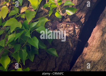 Steinkauz (Athene Noctua) verlassen Hohlraum und fliegen in Richtung Kamera nest Stockfoto