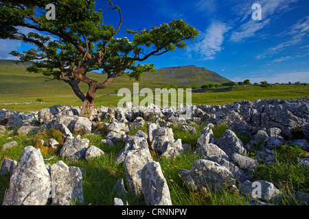 Ingleborough, Gipfel eines berühmten drei Yorkshire, gesehen aus dem Kalkstein Pflaster von Southerscales Nature Reserve. Stockfoto