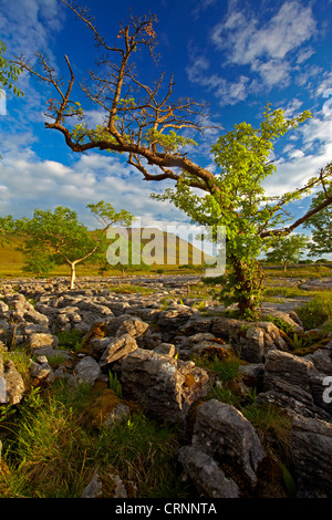 Ingleborough, Gipfel eines berühmten drei Yorkshire, gesehen aus dem Kalkstein Pflaster von Southerscales Nature Reserve. Stockfoto