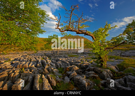 Ingleborough, Gipfel eines berühmten drei Yorkshire, gesehen aus dem Kalkstein Pflaster von Southerscales Nature Reserve. Stockfoto