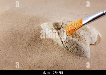 Archäologie und Forensik Knochen im Sand mit Pinsel Stockfoto