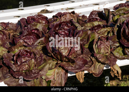 Hydroponische Gemüseproduktion Stockfoto