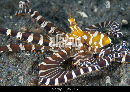 Wonderpus Octopus (Wunderpus Photogenicus) Erwachsenen, Jagd mit längeren Rock, Lembeh Straße, Sulawesi, Sunda-Inseln, Stockfoto