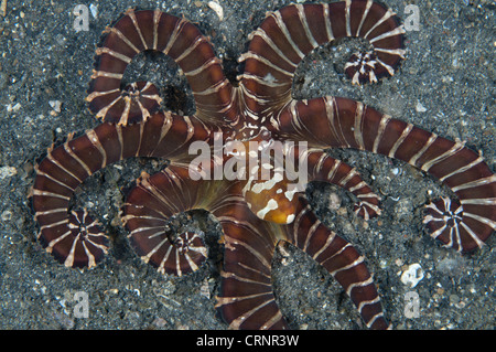 Wonderpus Octopus (Wunderpus Photogenicus) Erwachsenen, Jagd mit längeren Rock, Lembeh Straße, Sulawesi, Sunda-Inseln, Stockfoto