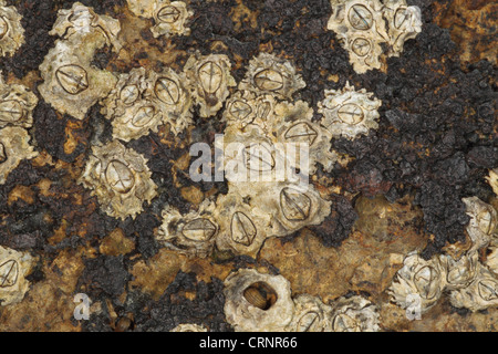 Eichel Barnacle (Semibalanus Balanoides) Erwachsene, ausgesetzt an felsigen Küstenstreifen bei Ebbe, Swanage, Dorset, England, april Stockfoto